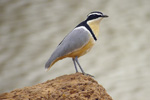 Egyptian Plover